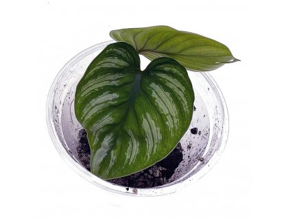 Philodendron plowmanii baby