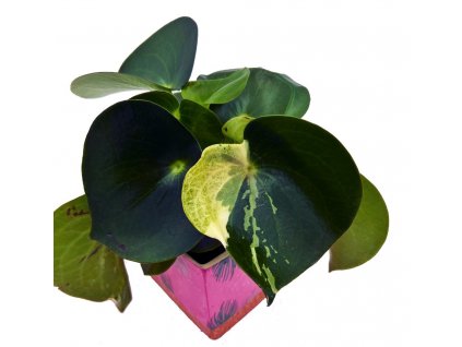 Peperomia polybot "Raindrop" variegata