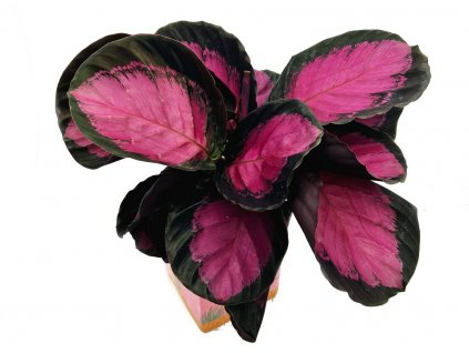 Calathea roseoptica "Rosy"