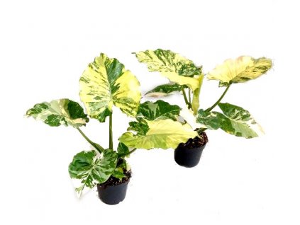 Alocasia gageana variegata
