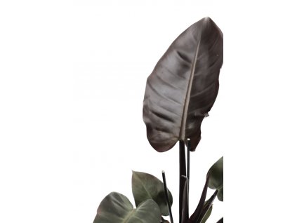 Philodendron Black Cardinal zoom scaled