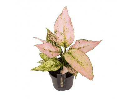 Aglaonema "Vanilla Baby"