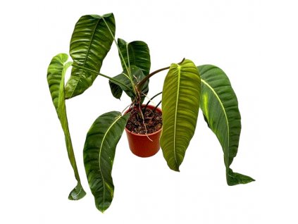 Philodendron "Patriciae" XXL