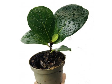 Ficus lyrata “baby”