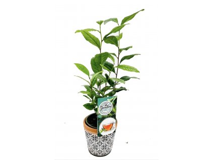 Camellia sinensis "Pravý Čajovník"