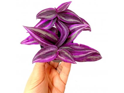 Tradescantia "Pink paradise" baby