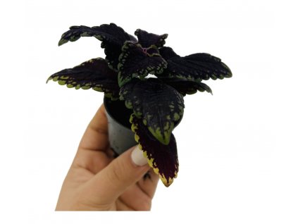 Coleus blumei "Abbey Road" baby