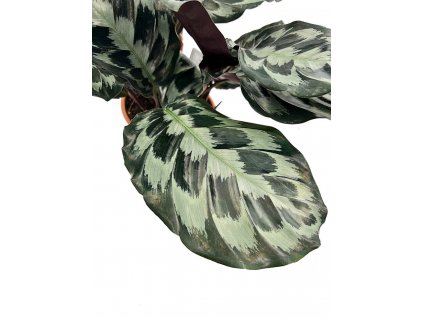 Calathea "Hellen Kennedy" řízek s kořínky