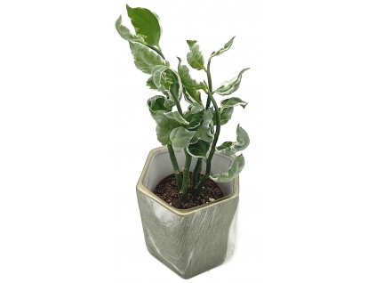 Pedilanthus tithymaloides "Devil's Backbone" panašovaný