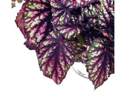 Begonia "Rainbow Falls" řízek k zakořenění