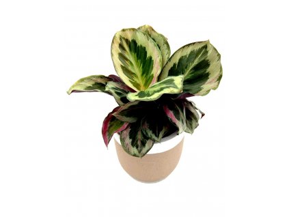 Calathea "Marion"