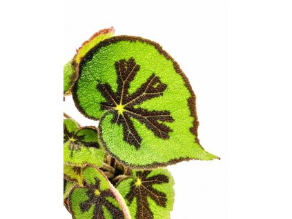 Begonia "Masoniana Rock Mountain" řízek k zakořenění