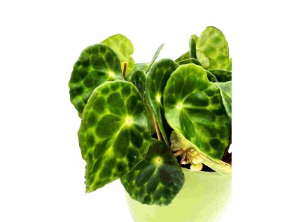 Begonia kingiana "řízek k zakořenění"