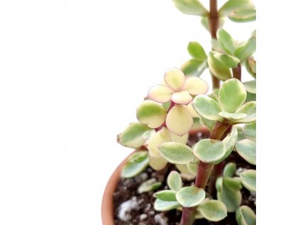 Portulacaria Afra variegata "řízek k zakořenění"