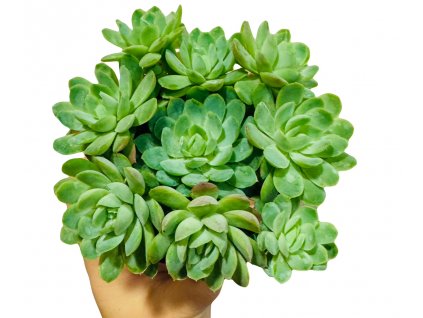 Echeveria "růžičky”