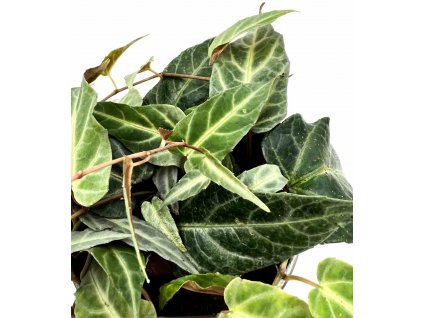 Cissus amazonica "řízek k zakořenění"