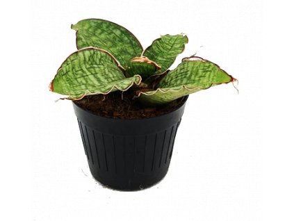 sanseveiria star green granite plant snake plant 10cm nursery pot live plants rebel plants 577099 700x(1)