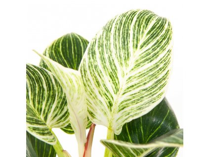philodendron birkin white measure