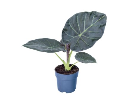 Snímek obrazovky 2026 01 11 143801