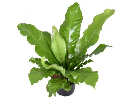 Asplenium nidus XXL - ptačí hnízdo