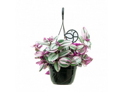 webtradescantia20nanouk201 1 1