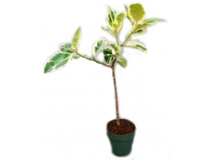 4eb27f2c dbd7 4df3 97b0 a243f0714e52