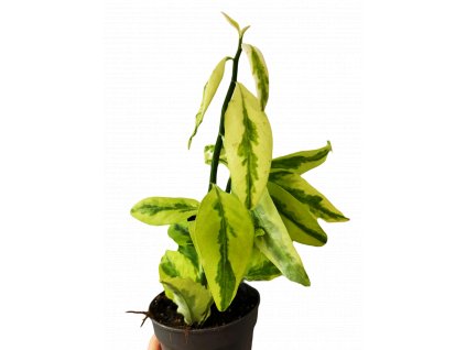 baf6f57f 0d6e 49e6 9cd2 db0e2ee6f8a8