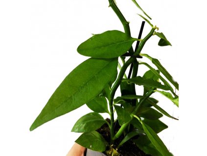 7e5a16d7 59aa 4640 b2bc 0218bbc18a44