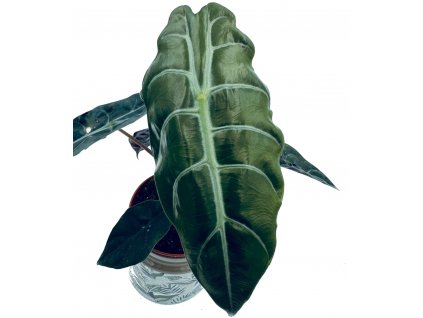 Alocasia chantrieri