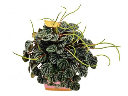 Peperomia "Amigo Marcello"