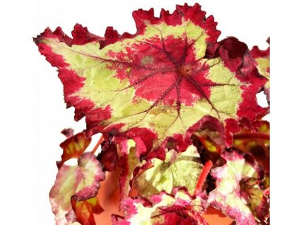 Begonia "Fandango" list k zakořenění