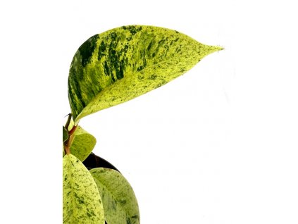 Ficus elastica “Shivereana” řízek k zakořenění