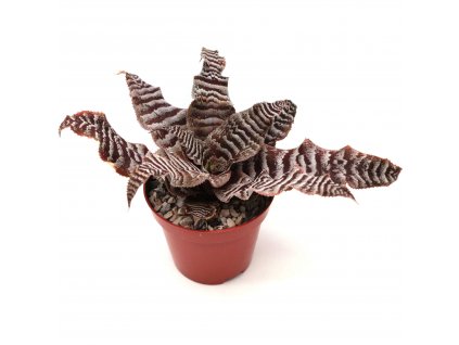 Cryptanthus zonatus