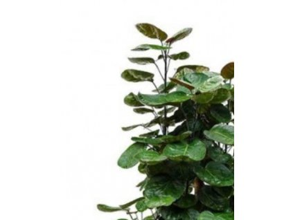 Snímek obrazovky 2024 01 28 094534