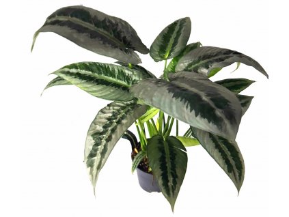 WhatsApp Image 2024 01 30 at 19.05.01