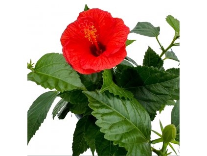 Hibiscus - Ibišek “Premiere”