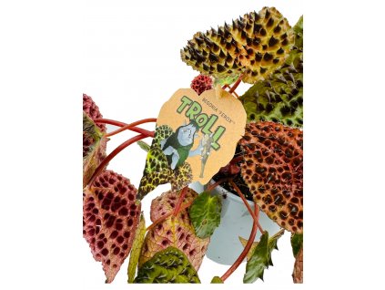 Begonia ferox "Troll" řízek k zakořenění