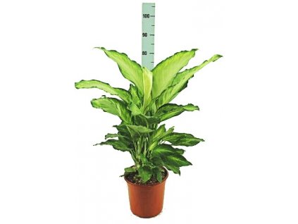 Dieffenbachia "Ivory Green" XXL