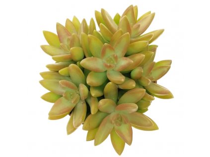 Sedum nussbaumeriana "řízek k zakořenění"