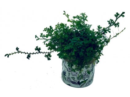 Selaginella “Peacock”