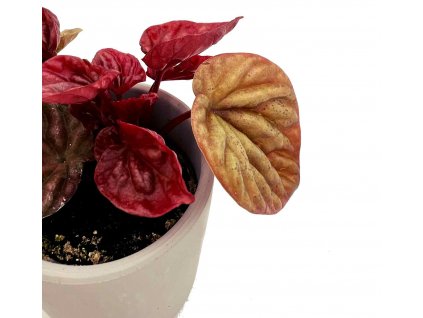 Peperomia caperata "Cuito" řízek k zakořenění