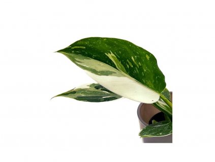 7206 1 philodendron white wizard baby