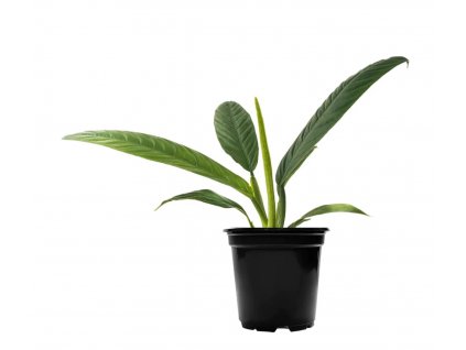 Philodendron campii "Lynette"