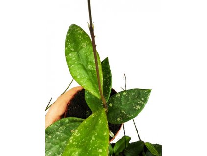 Hoya sp. finlaysonii Splash “řízek k zakořenění”