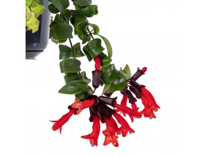 Aeschynanthus Rasta 1