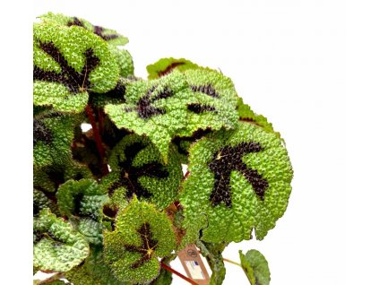 WhatsApp Image 2024 03 15 at 20.35.47 (20)