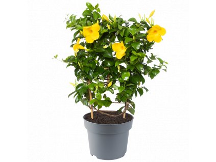 Mandevilla 'diamantina Opal Citri' ŽLUTÁ