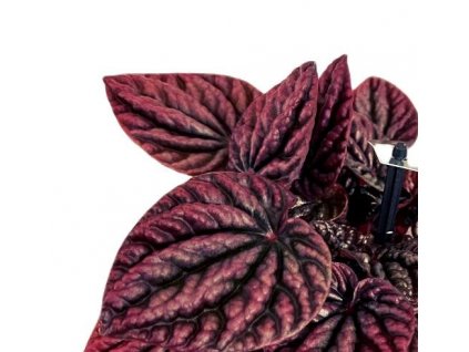 Peperomia 'Red Luna' řízek k zakořenění