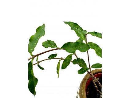 WhatsApp Image 2024 03 15 at 20.13.04 (2)