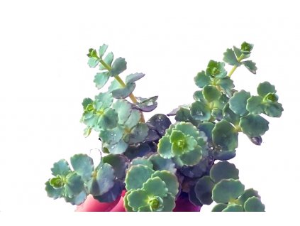 Sedum sieboldii "řízek k zakořenění"